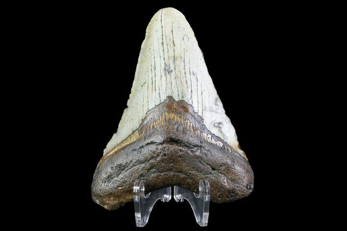 Bargain, Megalodon Tooth - North Carolina #76296